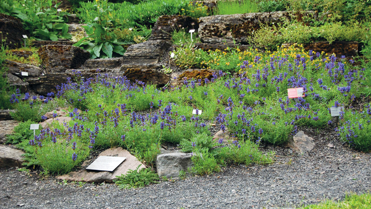 Botanical Garden (Oslo)